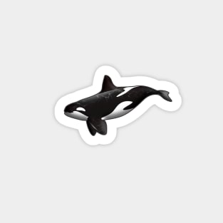 Orca Sticker